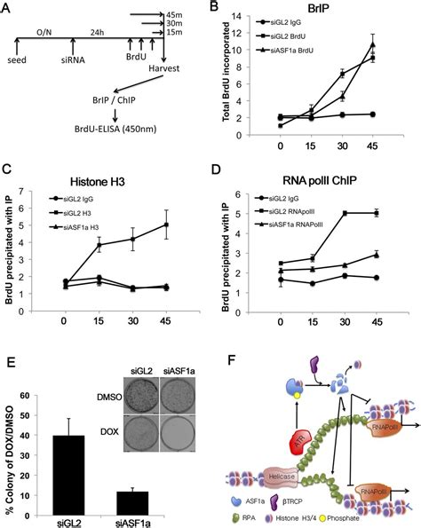 Atr Checkpoint Kinase And Crl1βtrcp Collaborate To Degrade Asf1a And