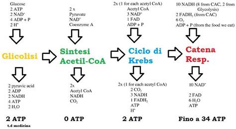 Formula Respirazione Cellulare Formula Reazione Chimica Generale