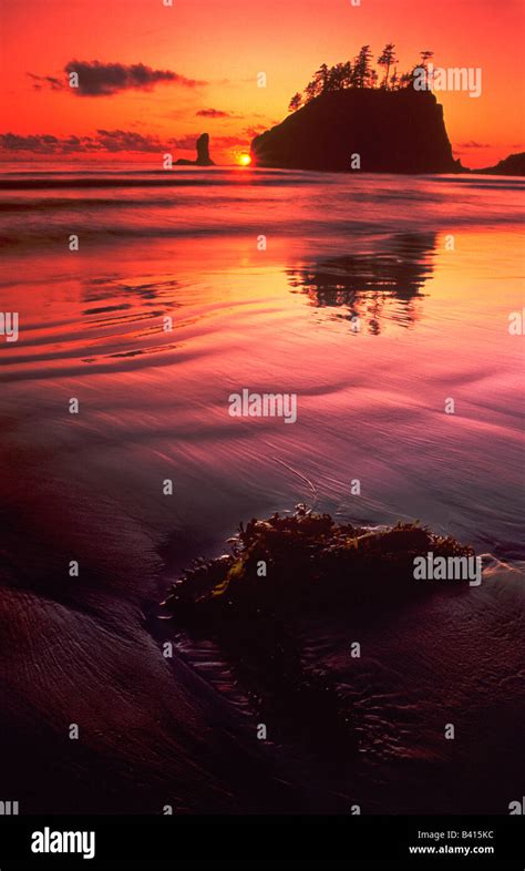 Usa Washington Olympic National Park Sunset Over Sea Stacks And