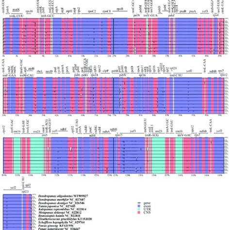 Visualisation Alignment Of The Chloroplast Genome Sequence Of 11 Download Scientific Diagram