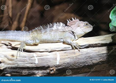 Northern Forest Dragon stock image. Image of nature, trunk - 82112197