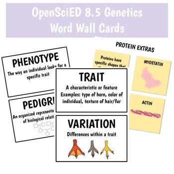 OpenSciEd 8 5 Genetics Word Wall Vocabulary Cards By Elizabeth Vaerewyck