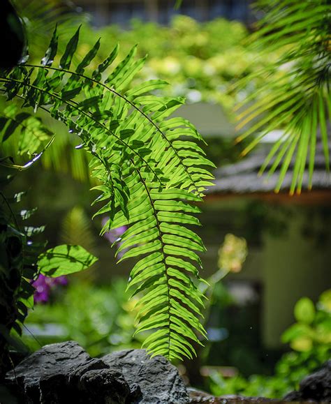 Hawaiian Fern Photograph by Tony Gliatta - Fine Art America