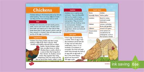 KS2 Chicken Fact File Professor Feito Twinkl