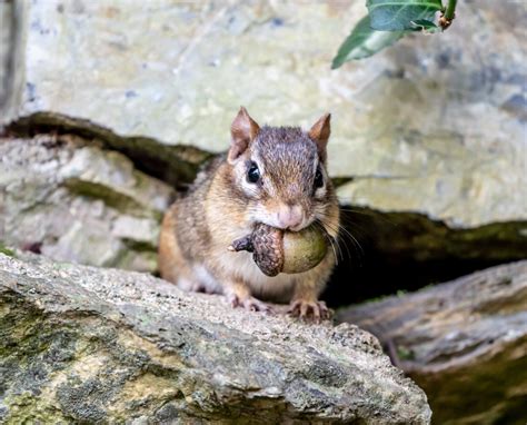 Chipmunk Hibernation | Outdoor Pests