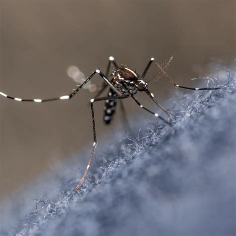 médio risco da proliferação do Aedes aegypti em São João del Rei