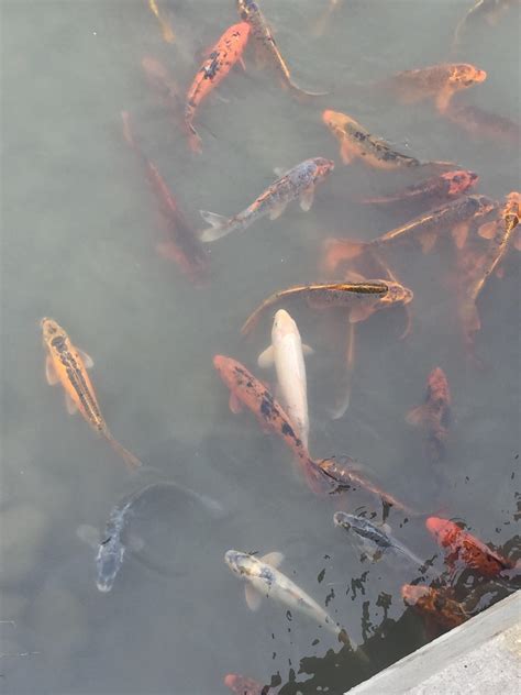 Shiny Ass Catfish Canadas Wonderland R RealLifeShinies