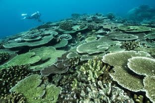 Madang Diving - Best of Papua New Guinea