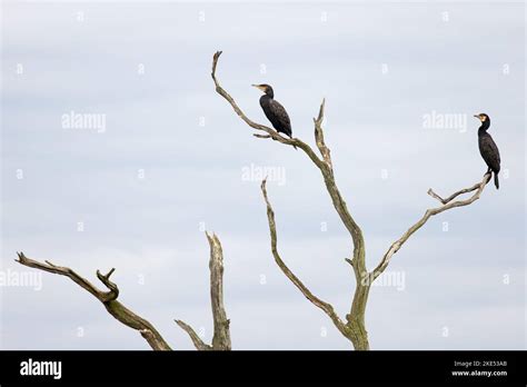 Cormorant Roost Tree Uk Hi Res Stock Photography And Images Alamy