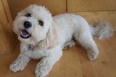 9 Top Cavachon grooming ideas | cavachon, grooming, dog haircuts