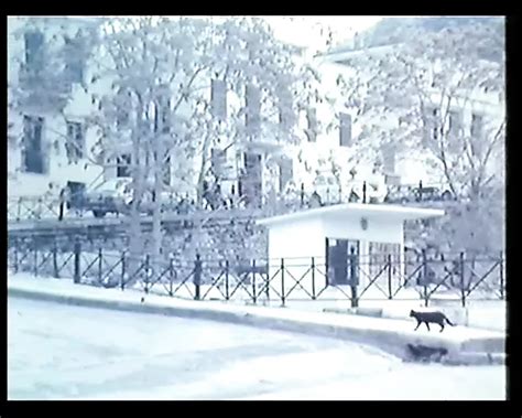 Greek Porn Seminario To Vathi Larigi O Xrisos Falos 1986 XHamster