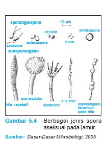 Perkembangbiakan Jamur Our Akuntansi