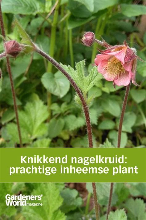 Knikkend Nagelkruid Geum Rivale Inheemse Planten Tuin Planten