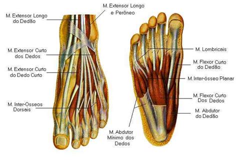 M Sculos Da Perna Coxa E P Anterior Lateral E Posterior