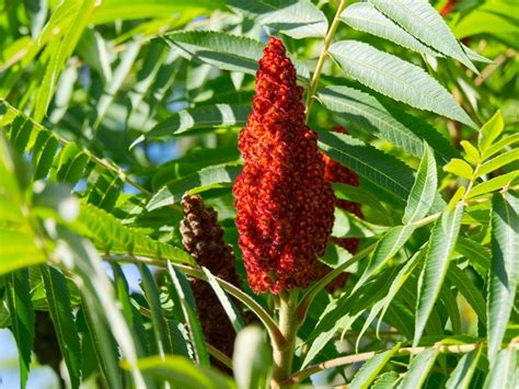 Edible Staghorn Sumac How To Harvest And Eat Sumac Gardening Know How