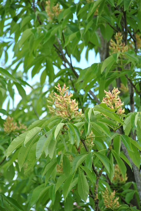 Aesculus flava 'Vestita' | Aesculus flava 'Vestita' - Van den Berk ...