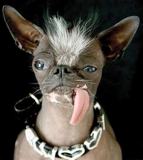 Rest in Peace, Elwood, ‘World’s Ugliest Dog’ - The New York Times