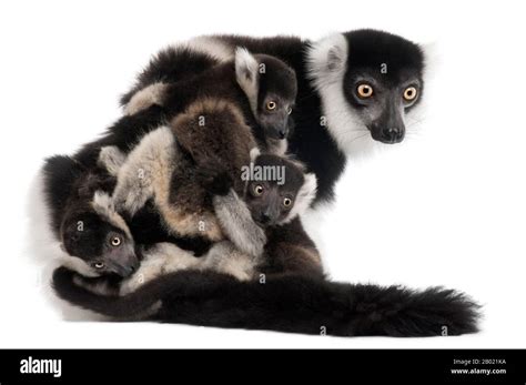 Black and white ruffed lemur baby hi-res stock photography and images ...