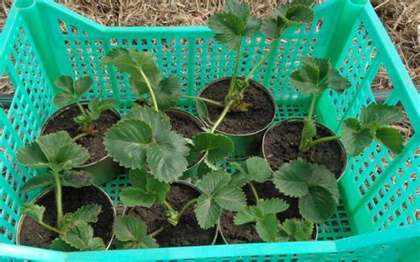 Русь, Родовое поместье, эко-чистые продукты питания