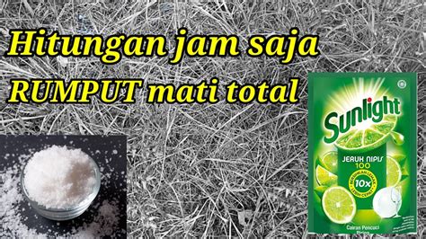 Cara Membasmi Rumput Agar Cepat Mati Youtube