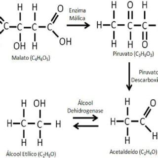 PDF Remoção de adstringência de caqui um enfoque bioquímico