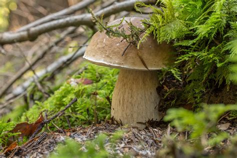 Moss Green Nature Plants Mushroom Depth Of Field HD Wallpaper