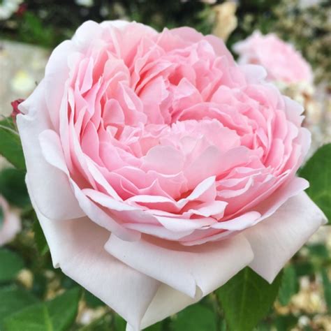 Rosa inglese Eglantyne Austin - Vittori Vivai Forlì Cesena