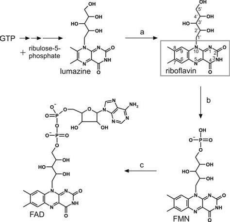 Flavin biosynthesis. GTP and ribulose 5-phosphate are the educts in... | Download Scientific Diagram