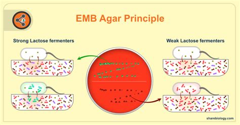 EMB agar (Eosin-Methylene Blue agar) - Sharebiology