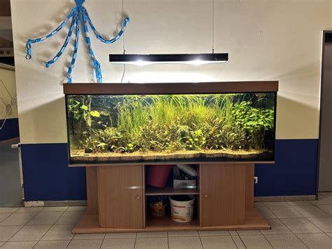 Aquarium Strahlt In Neuem Glanz Grundschule Dissen