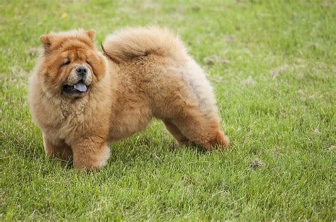 Chow-Chow Hunde