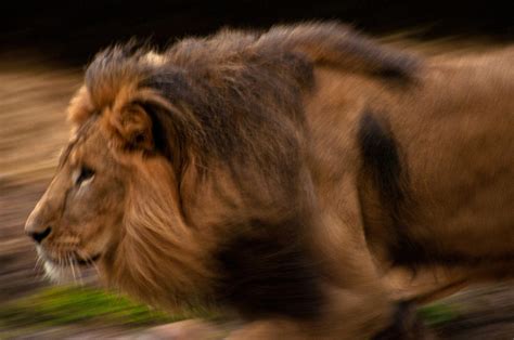 Charging Lion Photograph by Tito Santiago - Fine Art America