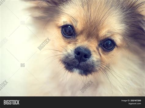 45+ Pomeranian Mix Breeds Pictures - l2sanpiero