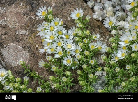 White Heath Aster Symphyotrichum Ericoides In Flower From The USA