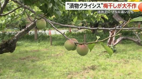 おふくろの味“漬物”が食卓から消える！？ 食品衛生法改正で経済的負担増 「梅の不作」で漬物ショップに追い打ちも｜fnnプライムオンライン