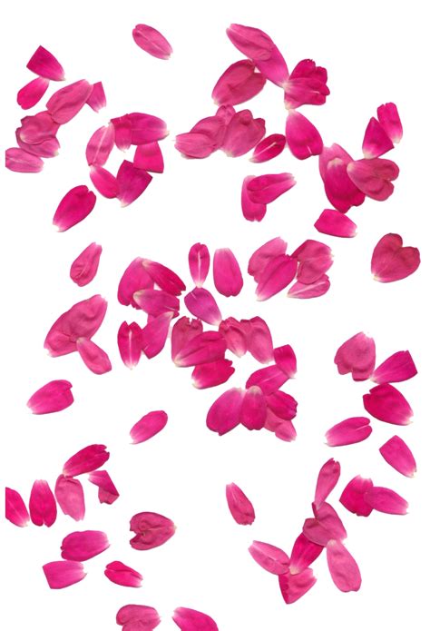 Pink Rose Flower Petals Png Png All