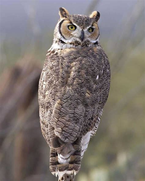 Great Horned Owl National Audubon Society Birds