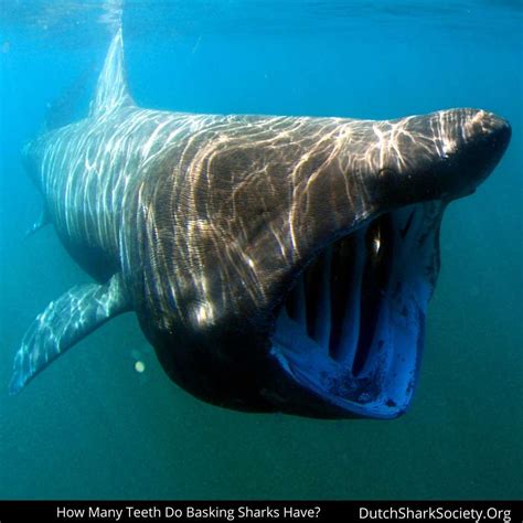 How Many Teeth Do Sharks Have? - Dutch Shark Society