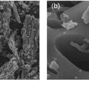 | (a) Scanning electron micrograph of BC; (b) scanning electron ... 