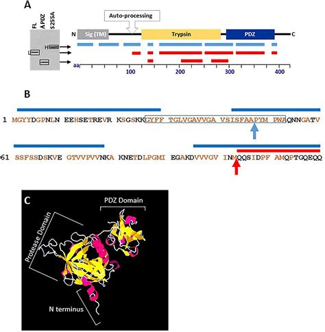 Frontiers Distinct Contribution Of The Htra Protease And Pdz Domains