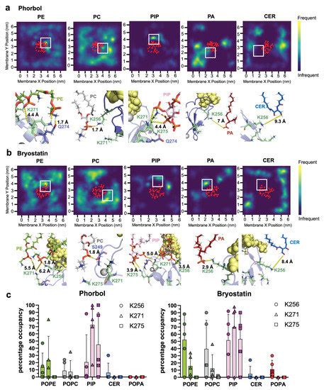 Ijms Free Full Text Insertion Depth Modulates Protein Kinase C δ C1b Domain Interactions