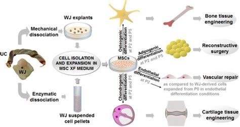 Experimental Design Isolation And Expansion Of Mscs Derived From Wj Download Scientific