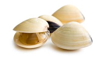 Hard Shell Clam – Lenk