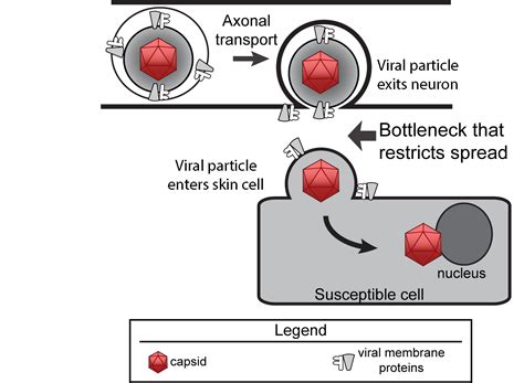 Researchers identify unexpected bottleneck in the spread of herpes ...