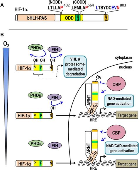 Activation Of Hif 1 Signalling By Hypoxia A Schematic Of Human