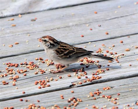 House Sparrow Free Photo Download | FreeImages