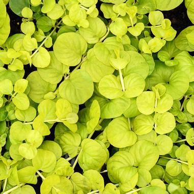 Our Picks For Best Ground Cover Plants To Grow In Oklahoma