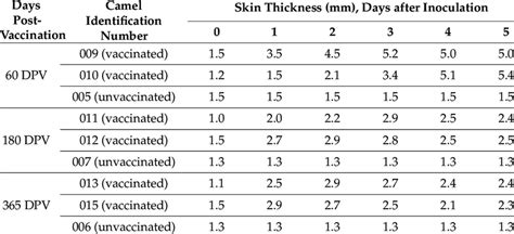 Delayed Type Hypersensitivity Test DTH In Camels With Inactivated