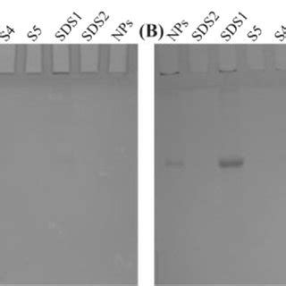 The Clsm Colocalization Image Of Rhodamine Labeled Bsa And C Labeled