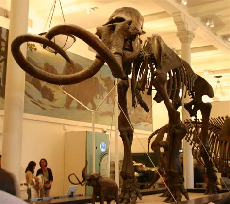 How cloning woolly mammoths could save the world